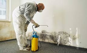 Why You Should Choose Our Mold Remediation Services in Rancho Santa Margarita, CA